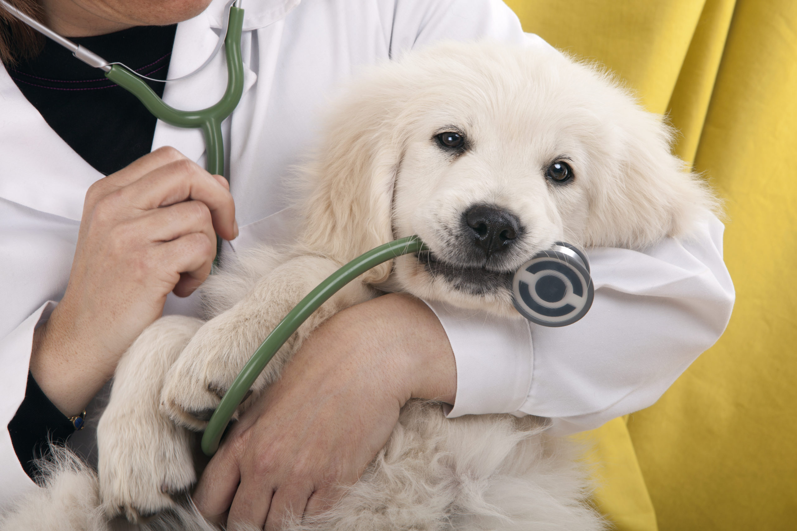 Puppy with a veterinarians stethoscope in its mouth