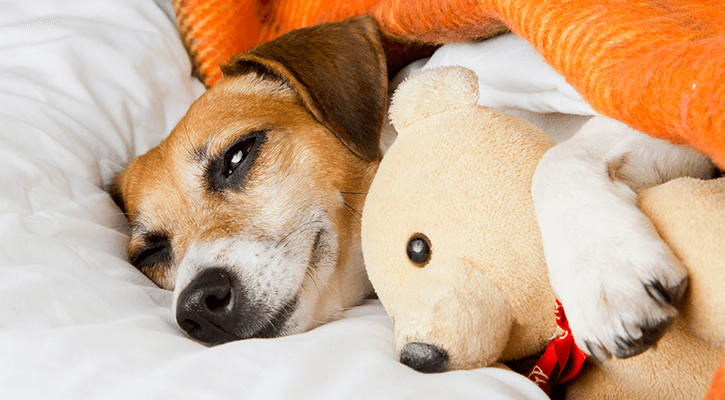 Dog laying down with a stuffed teddy bear