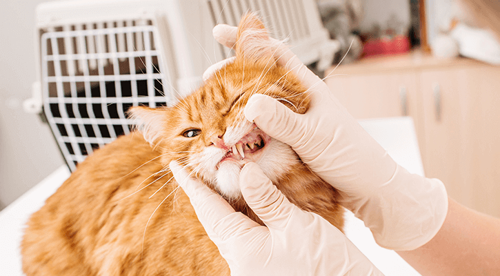 Cat getting its teeth checked out at the dentist