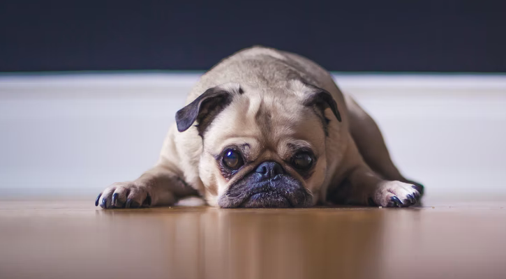 Dog laying with its head on the floor looking sad