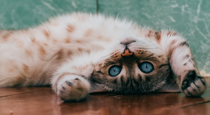 Upside down cat