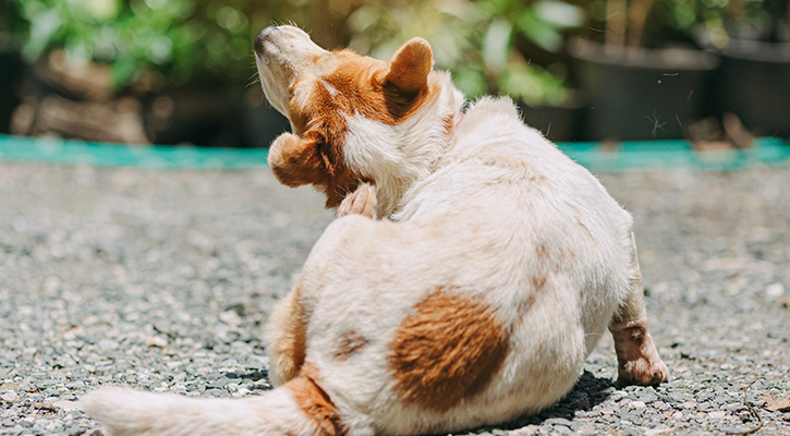 Dog itching its back with its leg