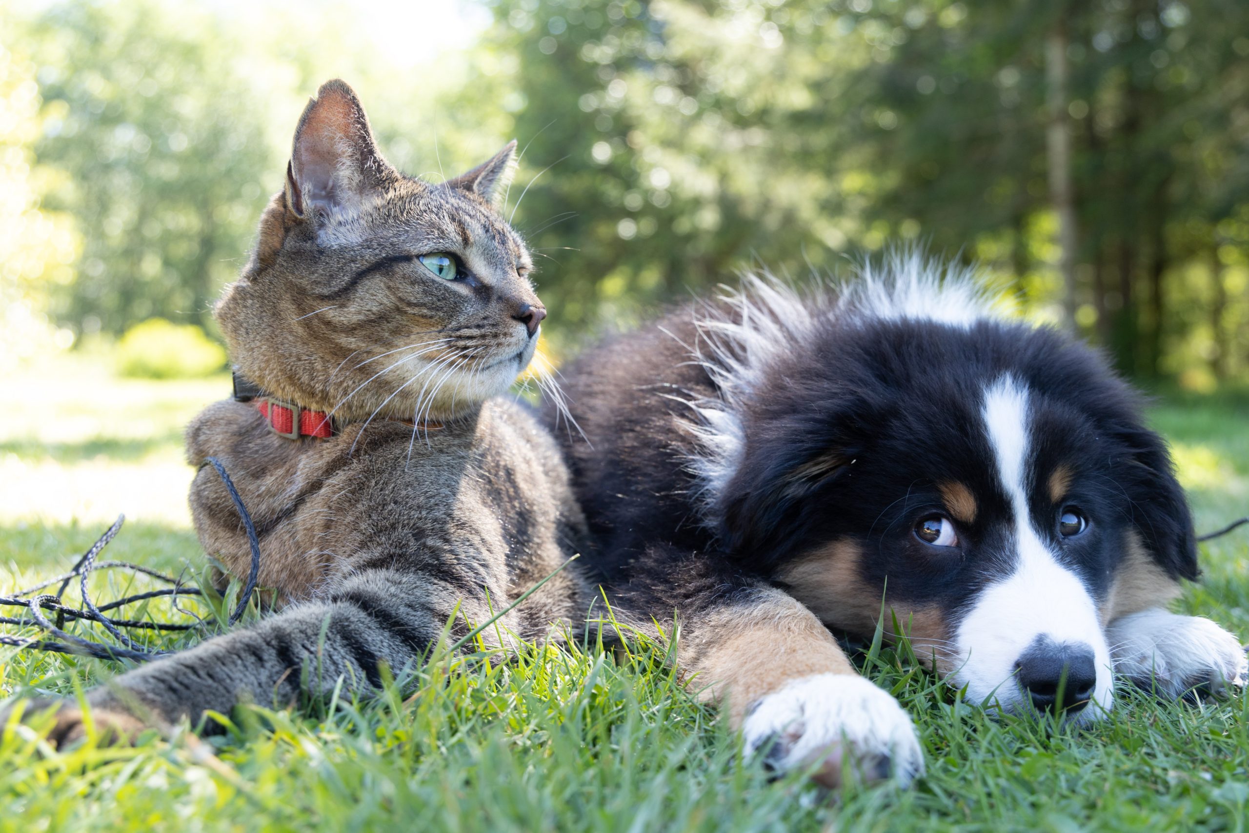 Cat and dog laying out in the grass together